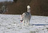 SIBERIAN HUSKY 414
